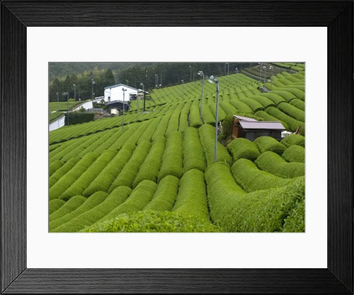 Framed Print : Rows of green tea bushes growing on the Makinohara tea plantations in Shizuoka, Japan Framed Print : Rows of green tea bushes growing on the Makinohara tea plantations in Shizuoka, Japan