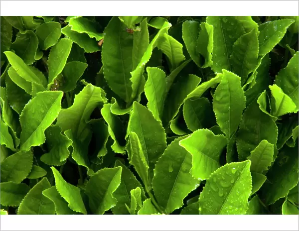 Close up of green tea leaves growing on the Makinohara tea plantation in Shizuoka, Japan