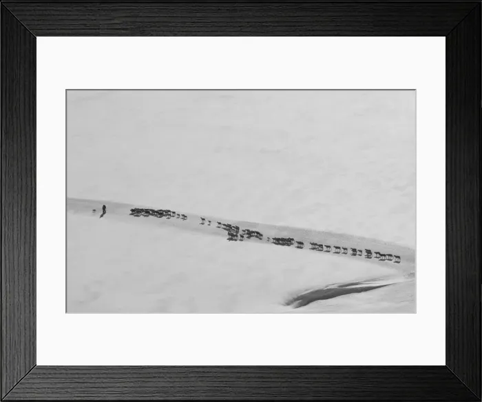Framed Print : Sheep transhumance over the Val Senales glacier, South Tyrol, Italy, Europe Framed Print : Sheep transhumance over the Val Senales glacier, South Tyrol, Italy, Europe