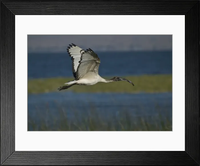Framed Print : Ibis at Awasa Lake, Rift Valley region, Ethiopia, Africa Framed Print : Ibis at Awasa Lake, Rift Valley region, Ethiopia, Africa