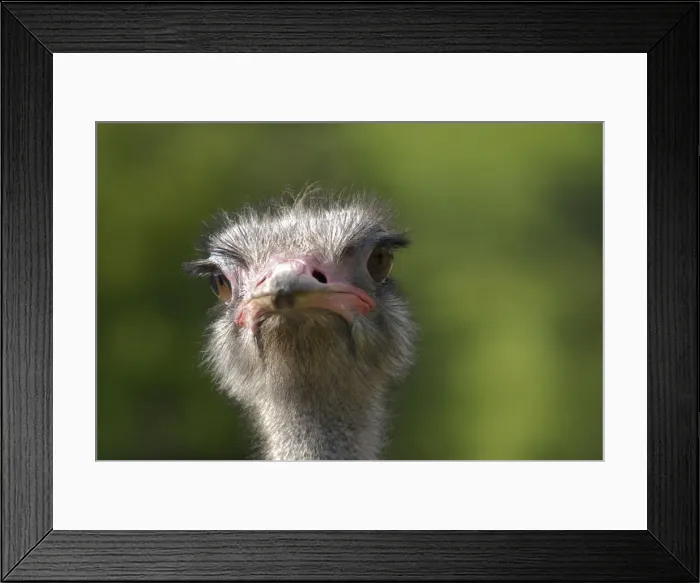 Framed Print : Ostrich (Struthio camelus), Italy, Europe Framed Print : Ostrich (Struthio camelus), Italy, Europe
