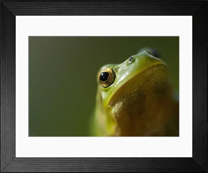 Framed Print : European tree frog (Hyla arborea), Venice, Italy, Europe Framed Print : European tree frog (Hyla arborea), Venice, Italy, Europe