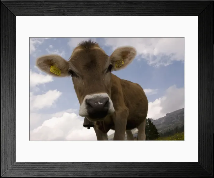 Framed Print : Cow grazing, Dolomites, South Tyrol, Italy, Europe Framed Print : Cow grazing, Dolomites, South Tyrol, Italy, Europe
