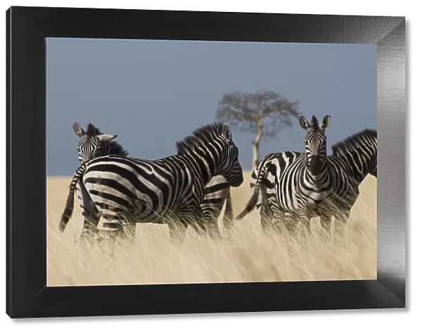 Zebras at Nechisar National Park, Arba Minch, Rift Valley region, Ethiopia, Africa