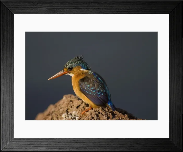 Framed Print : Kingfisher at Awasa Lake, Rift Valley region, Ethiopia, Africa Framed Print : Kingfisher at Awasa Lake, Rift Valley region, Ethiopia, Africa
