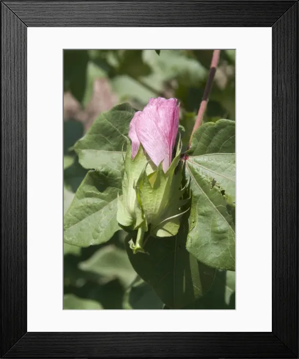 Framed Print : Close-up of cotton flower, Karakalpakstan, Uzbekistan, Central Asia, Asia Framed Print : Close-up of cotton flower, Karakalpakstan, Uzbekistan, Central Asia, Asia