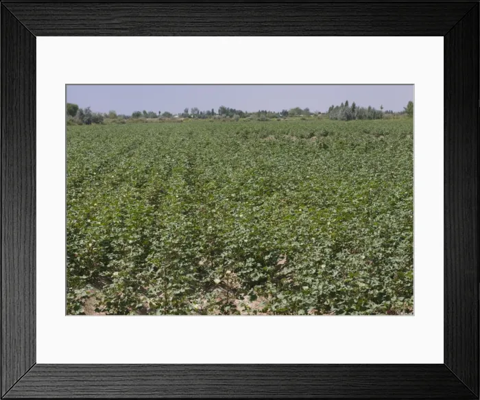 Framed Print : Cotton field, Karakalpakstan, Uzbekistan, Central Asia, Asia Framed Print : Cotton field, Karakalpakstan, Uzbekistan, Central Asia, Asia