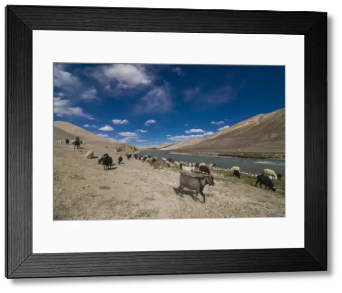 Framed Print : Landscape, river and herd of goats, Wakhan Valley, Tajikistan, Central Asia, Asia Framed Print : Landscape, river and herd of goats, Wakhan Valley, Tajikistan, Central Asia, Asia