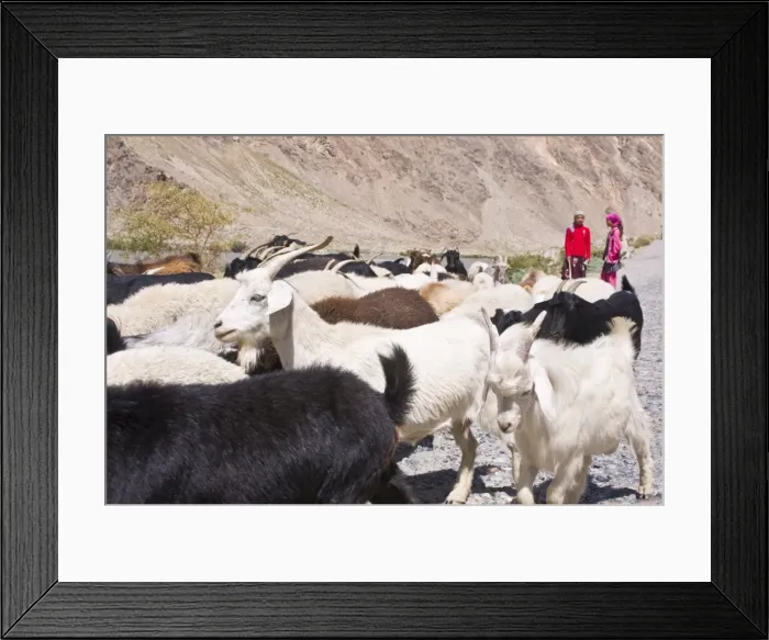 Framed Print : Two girls with herd of goats, Wakhan Valley, The Pamirs, Tajikistan, Central Asia, Asia Framed Print : Two girls with herd of goats, Wakhan Valley, The Pamirs, Tajikistan, Central Asia, Asia