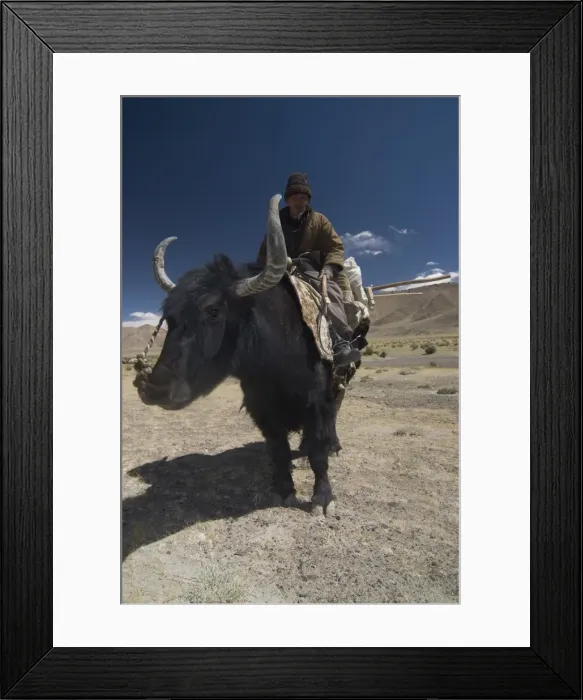 Framed Print : Man riding a yak, Pamir Highway, Tajikistan, Central Asia, Asia Framed Print : Man riding a yak, Pamir Highway, Tajikistan, Central Asia, Asia