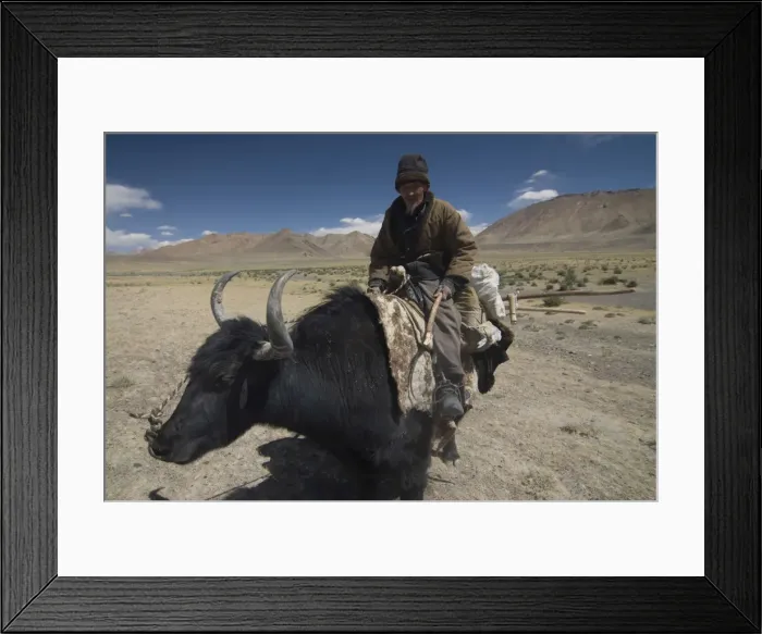 Framed Print : Man riding a yak, Pamir Highway, Tajikistan, Central Asia, Asia Framed Print : Man riding a yak, Pamir Highway, Tajikistan, Central Asia, Asia