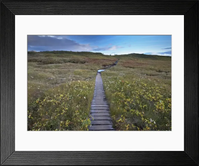 Framed Print : Autumn flora of birchwood and mosses, and wooden path, Skaftafell National Park Framed Print : Autumn flora of birchwood and mosses, and wooden path, Skaftafell National Park