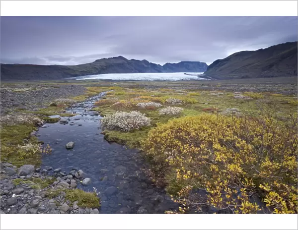 Vegetation at foot of retreating Skaftafellsjokull glacier, Skaftarell National Park