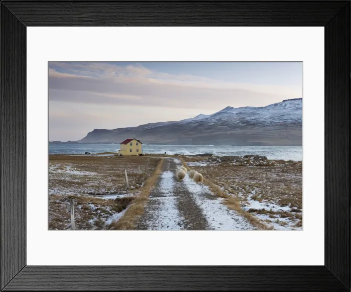 Framed Print : Yellow house and sheep at Os near Bakkagerdi in Borgarfjordur Eystri fjord