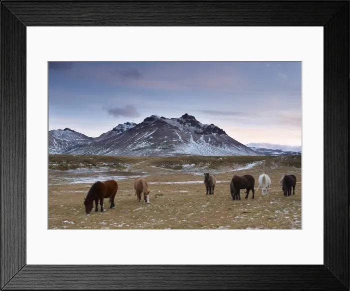 Framed Print : Icelandic horses in Fjardara valley, Borgarfjorur Eystri fjord, near Bakkagerdi Framed Print : Icelandic horses in Fjardara valley, Borgarfjorur Eystri fjord, near Bakkagerdi