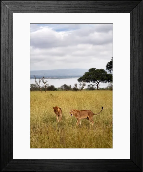 Framed Print : Young lions in Murchison National Park, Uganda, East Africa, Africa Framed Print : Young lions in Murchison National Park, Uganda, East Africa, Africa
