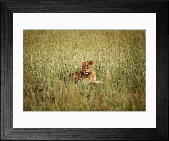Framed Print : A young lion in Murchison National Park, Uganda, East Africa, Africa Framed Print : A young lion in Murchison National Park, Uganda, East Africa, Africa