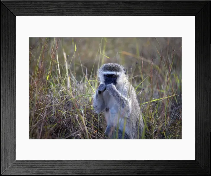 Framed Print : Vervet monkey, Zimbabwe, Africa Framed Print : Vervet monkey, Zimbabwe, Africa