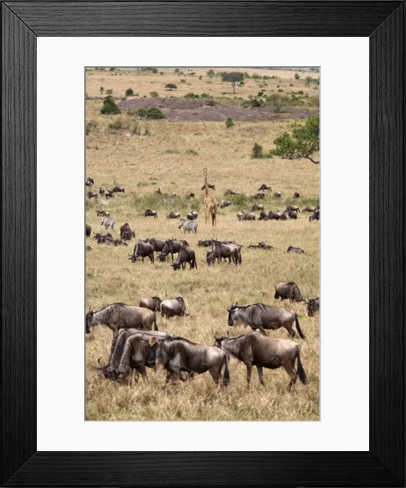 Framed Print : Wildlife in abundance in the Masai Mara National Reserve, Kenya, East Africa, Africa Framed Print : Wildlife in abundance in the Masai Mara National Reserve, Kenya, East Africa, Africa
