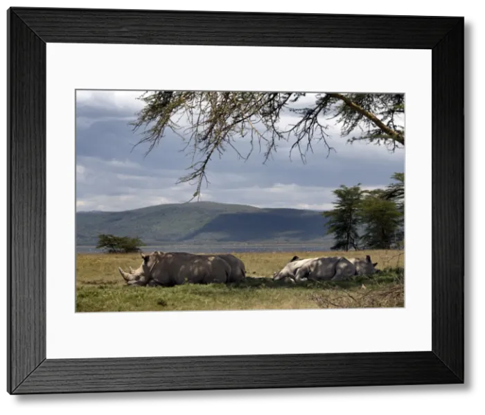 Framed Print : Rhinos rest under the shade of a tree in Lake Nakuru National Park, Kenya Framed Print : Rhinos rest under the shade of a tree in Lake Nakuru National Park, Kenya