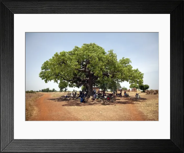 Framed Print : Villagers gather under a large tree in Nandom, Ghana, West Africa, Africa Framed Print : Villagers gather under a large tree in Nandom, Ghana, West Africa, Africa