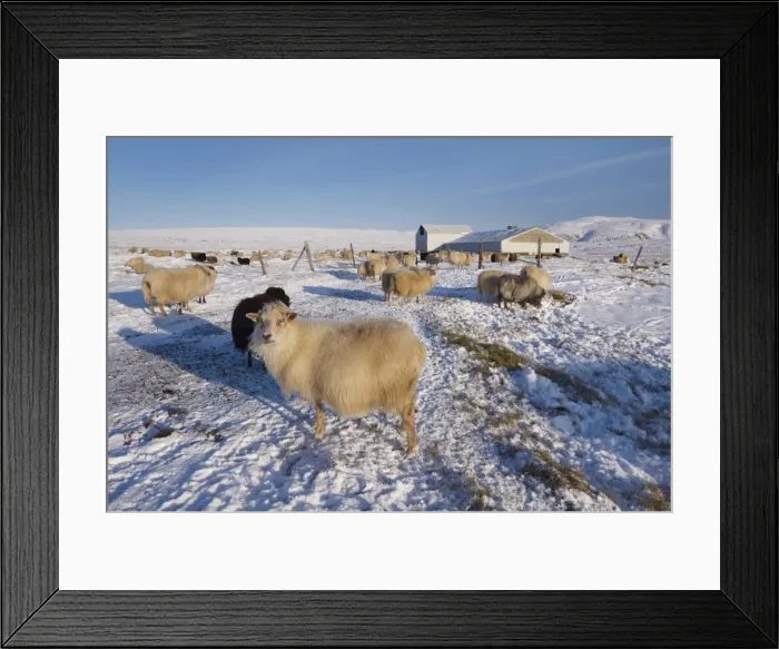 Framed Print : Icelandic sheep in winter, Reykjanes Peninsula near Krisuvik, Iceland, Polar Regions Framed Print : Icelandic sheep in winter, Reykjanes Peninsula near Krisuvik, Iceland, Polar Regions