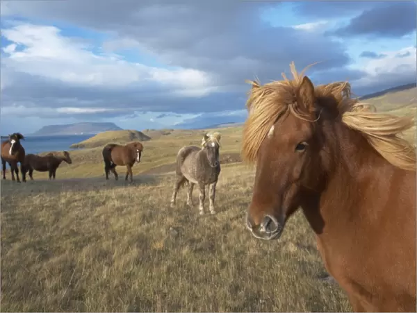 Icelandic horses at Midsandur, Hvalfjordur, north of Reykjavik, Iceland, Polar Regions