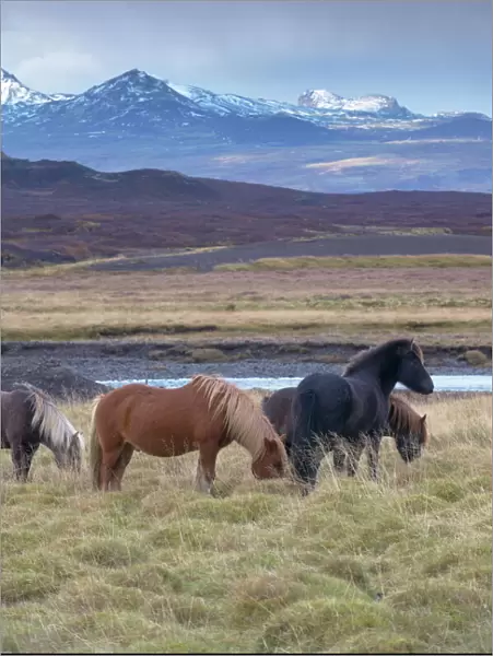 Icelandic horses near Snorrastadir, snow-covered peaks of Ljosufjoll behind