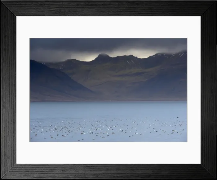 Framed Print : Flocks of Eider ducks (Somateria mollissima) on sheltered waters of Kolgrafafjordur fjord near Grundarfjordur in autumn, Snaefellsnes Peninsula, Iceland Framed Print : Flocks of Eider ducks (Somateria mollissima) on sheltered waters of Kolgrafafjordur fjord near Grundarfjordur in autumn, Snaefellsnes Peninsula, Iceland