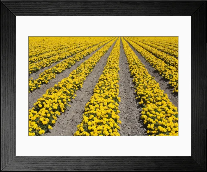 Framed Print : Flower farm, Lompoc, Santa Barbara County, Central California, United States of America Framed Print : Flower farm, Lompoc, Santa Barbara County, Central California, United States of America