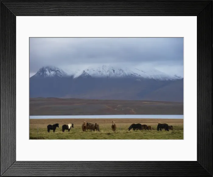 Framed Print : Icelandic horses in Vatsnes Peninsula, with snow-covered mountains in October Framed Print : Icelandic horses in Vatsnes Peninsula, with snow-covered mountains in October