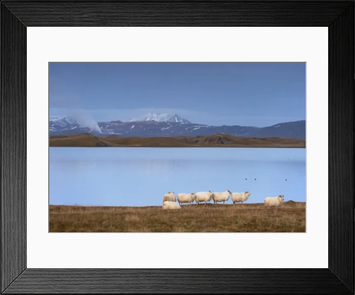 Framed Print : Icelandic sheep on the shores of Lake Myvatn, Mount Hlidarfjall, 771m, visible in the distance Framed Print : Icelandic sheep on the shores of Lake Myvatn, Mount Hlidarfjall, 771m, visible in the distance