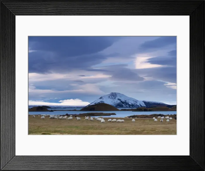 Framed Print : Icelandic sheep on east shore of Lake Myvatn, pseudo-craters and Mount Vindbelgjarfjall