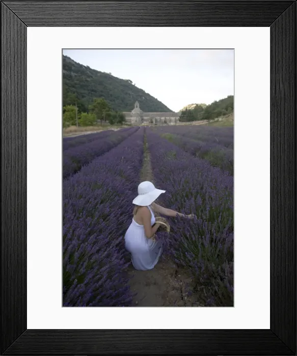 Framed Print : Woman in a lavender field, Senanque Abbey, Gordes, Provence, France, Europe Framed Print : Woman in a lavender field, Senanque Abbey, Gordes, Provence, France, Europe