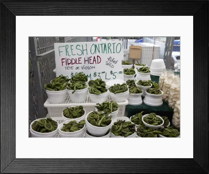Framed Print : Fiddle head for sale, Ottawa, Ontario, Canada, North America Framed Print : Fiddle head for sale, Ottawa, Ontario, Canada, North America