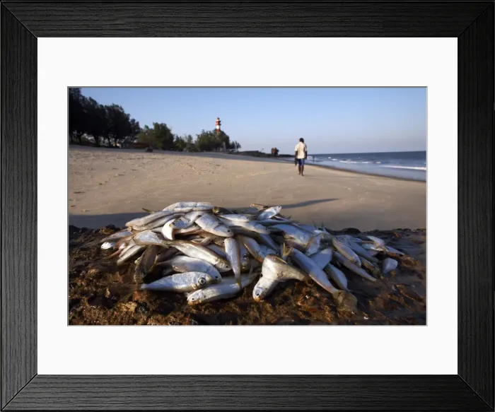 Framed Print : Fresh fish piled on the rocks at the coastal city Beira, Mozambique, Africa Framed Print : Fresh fish piled on the rocks at the coastal city Beira, Mozambique, Africa