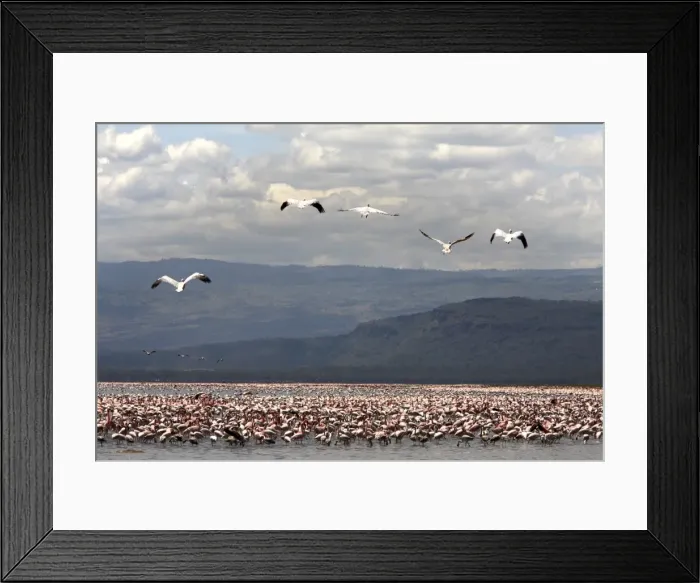 Framed Print : Flamingos at Lake Nakuru National Park, Kenya, East Africa, Africa Framed Print : Flamingos at Lake Nakuru National Park, Kenya, East Africa, Africa