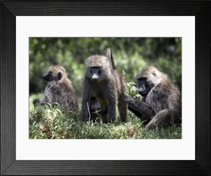 Framed Print : Baboons at Lake Nakuru National Park, Kenya, East Africa, Africa Framed Print : Baboons at Lake Nakuru National Park, Kenya, East Africa, Africa