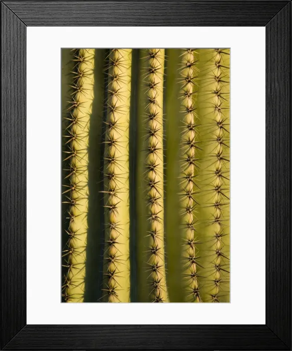 Framed Print : Saguaro cactus detail, Tucson, Pima County, Arizona, United States of America Framed Print : Saguaro cactus detail, Tucson, Pima County, Arizona, United States of America
