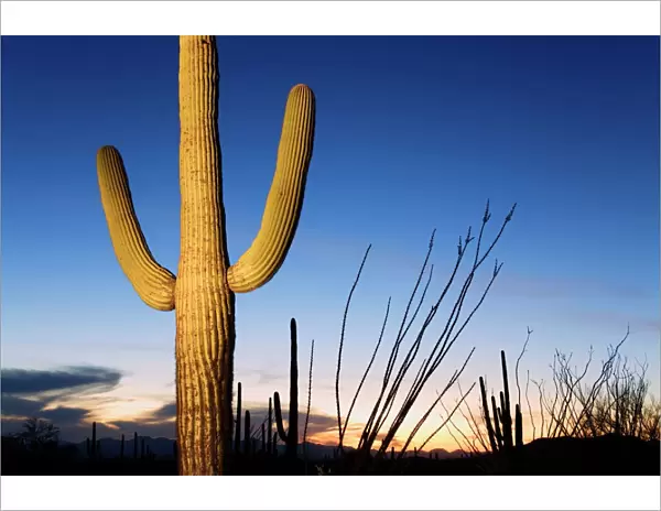 Saguaro cactus in Tucson Mountain Park, Tucson, Arizona, United States of America