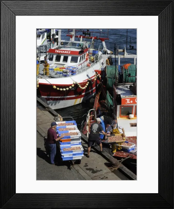 Framed Print : Fishermen unloading their catch, Guilvinec, Finistere, Brittany, France, Europe Framed Print : Fishermen unloading their catch, Guilvinec, Finistere, Brittany, France, Europe