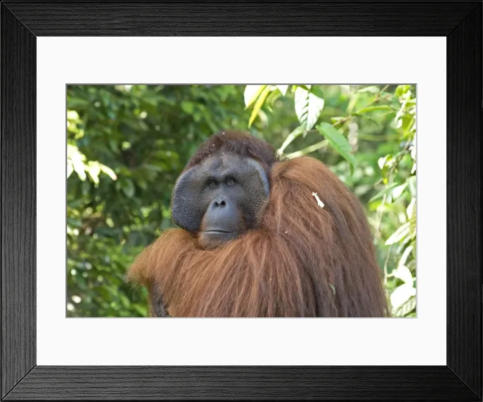 Framed Print : Semi-wild Orang Utan (Pongo pygmaeus) at Semengok Orangutan Sanctuary and Rehabilitation Centre Framed Print : Semi-wild Orang Utan (Pongo pygmaeus) at Semengok Orangutan Sanctuary and Rehabilitation Centre