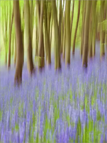 Bluebell woods, Somerset, England, United Kingdom, Europe