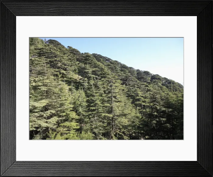 Framed Print : Chouf Cedar Reserve, Lebanon, Middle East Framed Print : Chouf Cedar Reserve, Lebanon, Middle East
