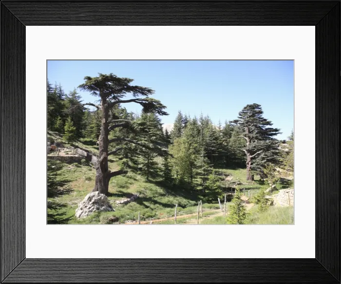 Framed Print : The Cedar Trees of Bcharre, Qadisha Valley, UNESCO World Heritage Site Framed Print : The Cedar Trees of Bcharre, Qadisha Valley, UNESCO World Heritage Site