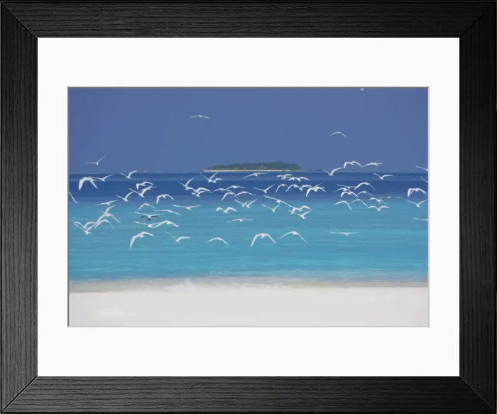 Framed Print : Sea gulls and resort, the Maldives, Indian Ocean Framed Print : Sea gulls and resort, the Maldives, Indian Ocean