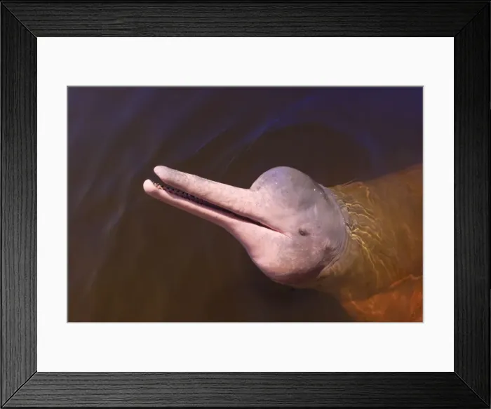 Framed Print : Wild pink Amazon River dolphin, Amazon River, Brazil, South America Framed Print : Wild pink Amazon River dolphin, Amazon River, Brazil, South America