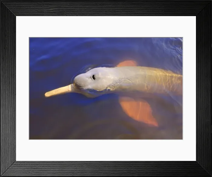 Framed Print : Wild pink Amazon River dolphin, Amazon River, Brazil, South America Framed Print : Wild pink Amazon River dolphin, Amazon River, Brazil, South America