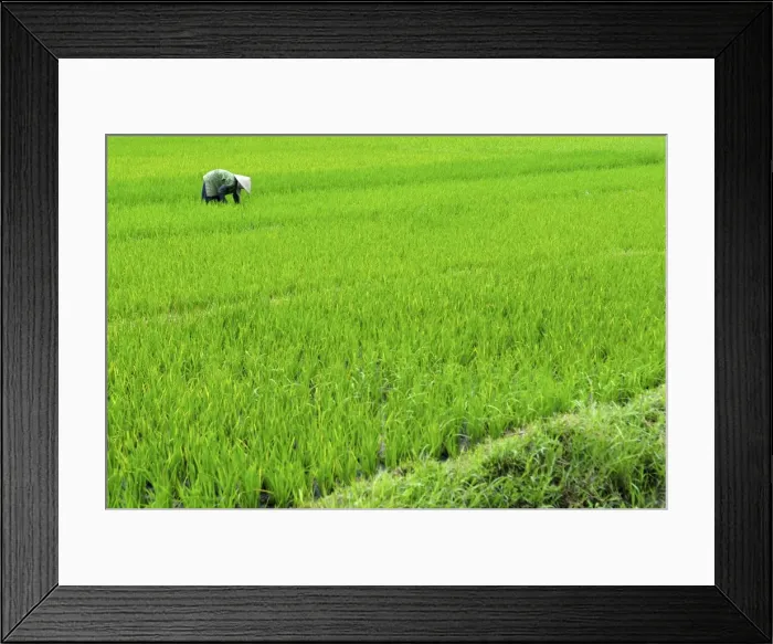 Framed Print : Rice paddy field, Halong, Vietnam, Indochina, Southeast Asia, Asia Framed Print : Rice paddy field, Halong, Vietnam, Indochina, Southeast Asia, Asia