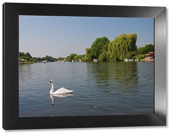 Swan on the River Thames at Walton-on-Thames, near London, England, United Kingdom